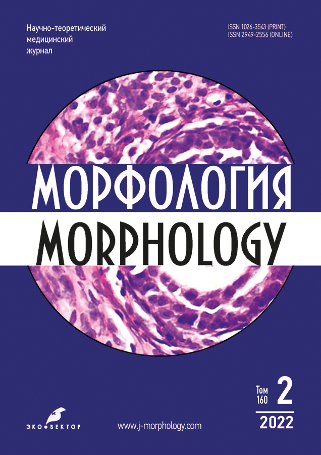 МОРФОЛОГИЯ